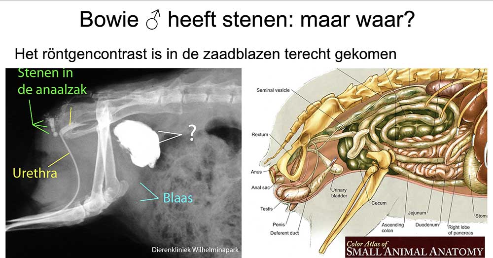 Bij deze cavia zijn stenen in de anaalzak en contrastmiddel in de zaadblazen